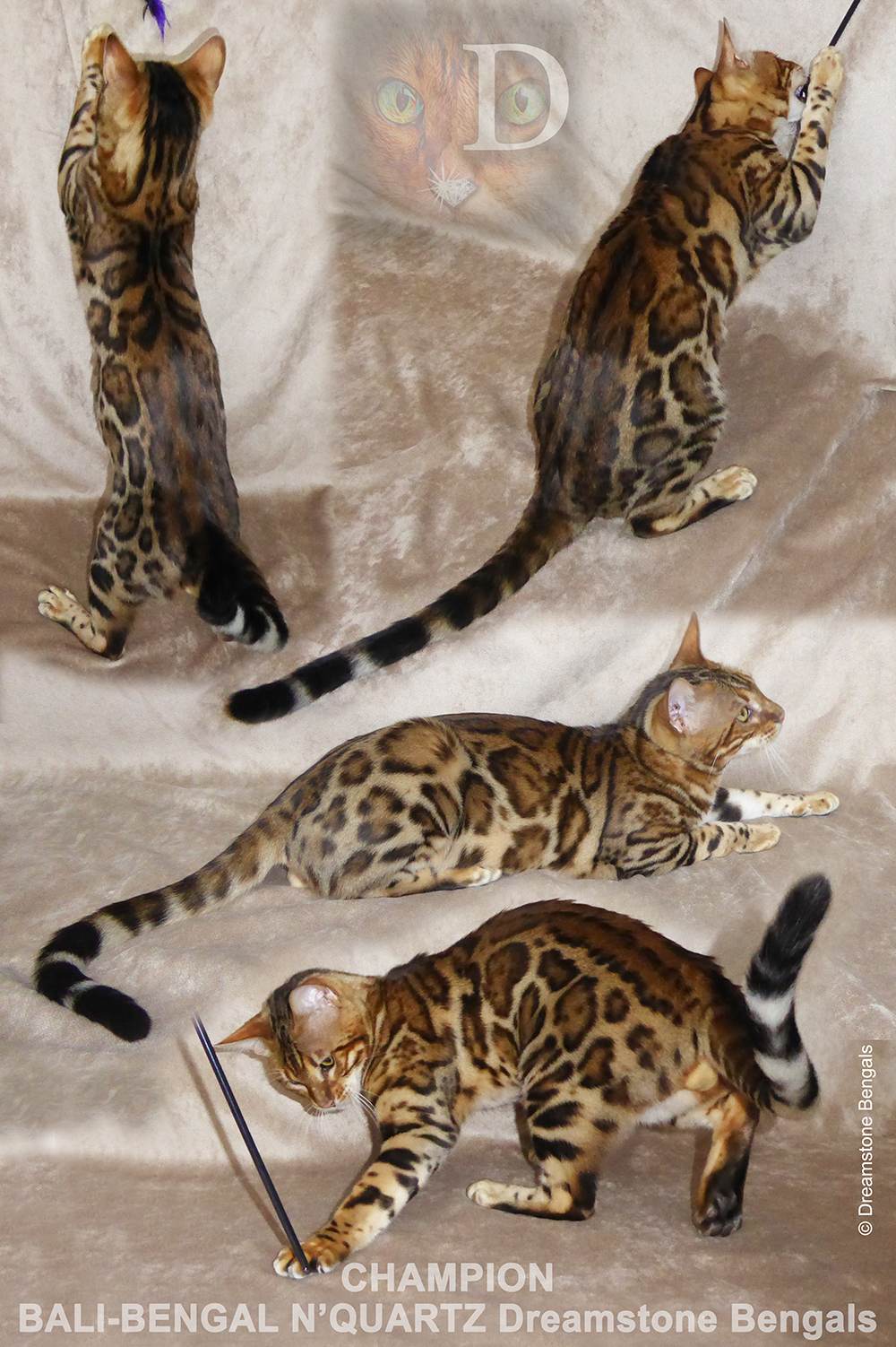 Bengal Stud Cat