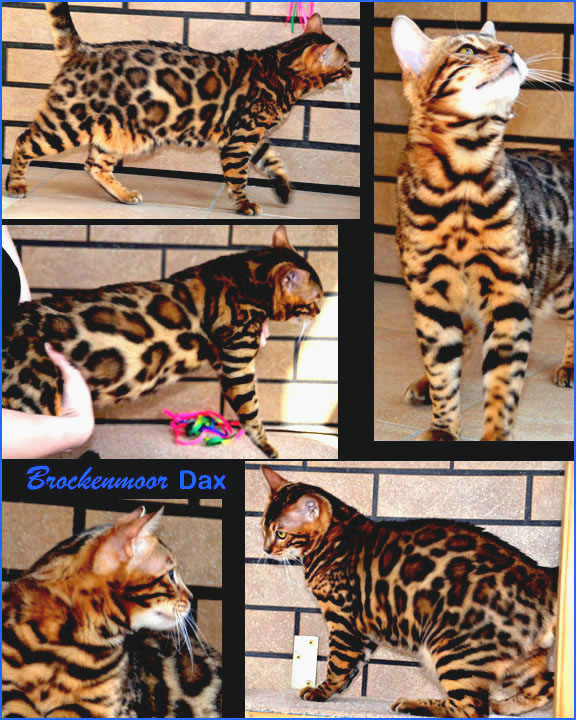 Brockenmoor Dax Bengal Cat Stud