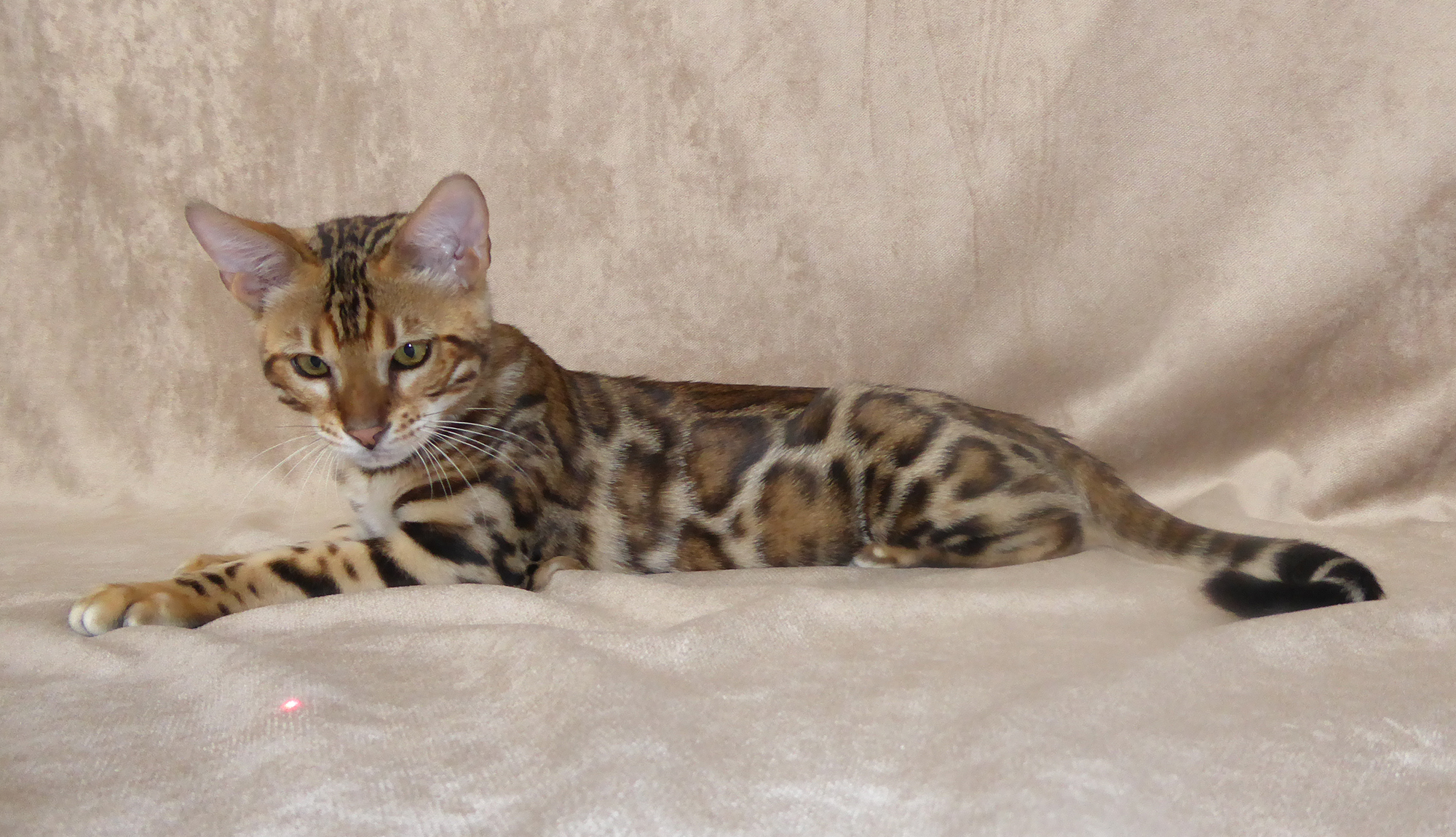 Bengal Cat Kitten Stud Breeder UK Staffordshire Dreamstone Bengals