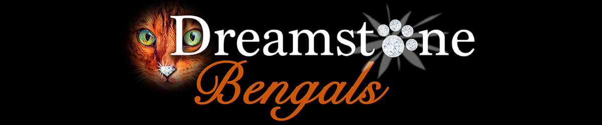 Dreamstone Bengals