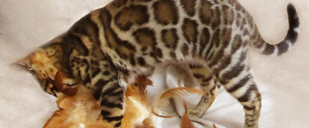 Dreamstone Bengals Champion Bengal Cat Breeder UK Staffordshire