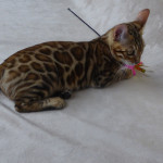 Ruby our Bengal Queen from Goldnglitz
