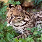 Asian Leopard Cat ALC