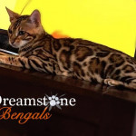 Bengal Cat Breeder UK