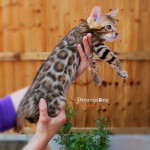 bengal brown rossetted kitten male