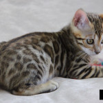 Bengal brown rossetted kitten