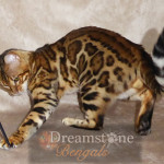 Bengal Cat Breeder UK