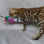 Cheeky Ruby our Bengal Queen from Goldnglitz