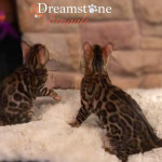 DRAMSTONE FUTURE QUEENS