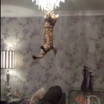 UK Bengal Cat Breeder