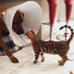 Bengal Cat Breeder UK