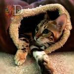 Bengal Cat Breeder UK