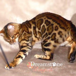 Bengal Cat Breeder UK