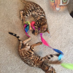 Bengal Cat Breeder UK
