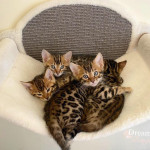 BENGAL CAT BREEDERS UK