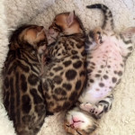 DREAMSTONE BENGAL BABIES