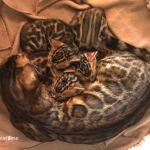 BENGAL BREEDER UK KITTENS