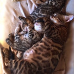 BENGAL BREEDER UK KITTENS