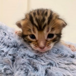 BENGAL CAT BREEDERS UK