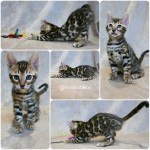 BENGAL CAT BREEDERS UK