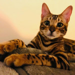 BENGAL CAT BREEDERS UK