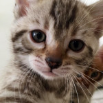 BENGAL BREEDER UK KITTENS