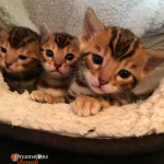 BENGAL BREEDER UK KITTENS