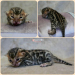 BENGAL CAT BREEDERS UK