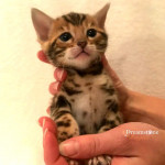BENGAL BREEDER UK KITTENS