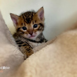 BENGAL CAT BREEDERS UK