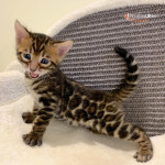 BENGAL CAT BREEDERS UK