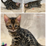 BENGAL CAT BREEDERS UK