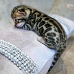 BENGAL CAT BREEDERS UK