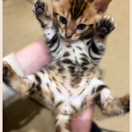 BENGAL BREEDER UK KITTENS