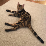 ROMAN RELAXING