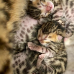 BENGAL CAT BREEDERS UK