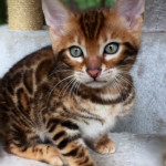 BENGAL BREEDER UK KITTENS