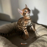 BENGAL BREEDER UK KITTENS