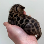 Dreamstone Bengal Baby