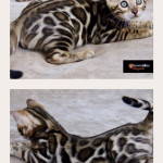 Dreamstone bengals male kitten