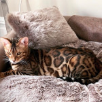 BENGAL CAT BREEDERS UK