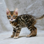 BENGAL CAT BREEDERS UK