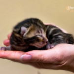 BENGAL CAT BREEDERS UK