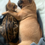 BENGAL CAT BREEDERS UK