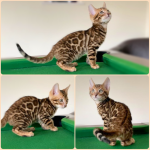 BENGAL CAT BREEDERS UK