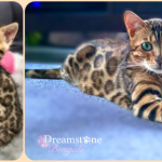 BENGAL CAT BREEDERS UK