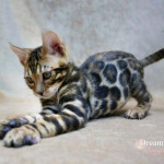BENGAL CAT BREEDERS UK