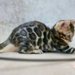BENGAL CAT BREEDERS UK