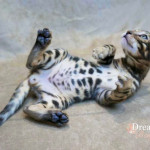 BENGAL CAT BREEDERS UK