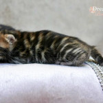BENGAL CAT BREEDERS UK